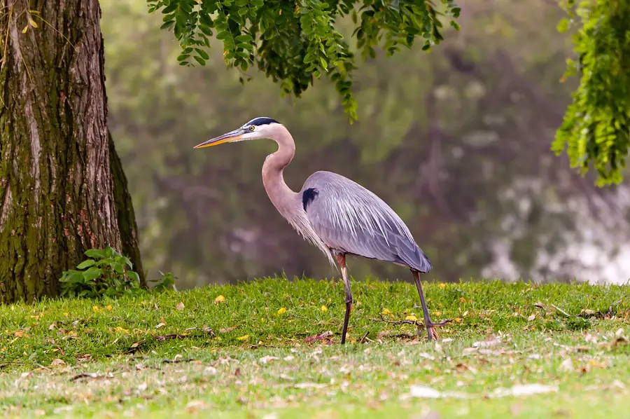 Great blue heron along the river in South El Monte