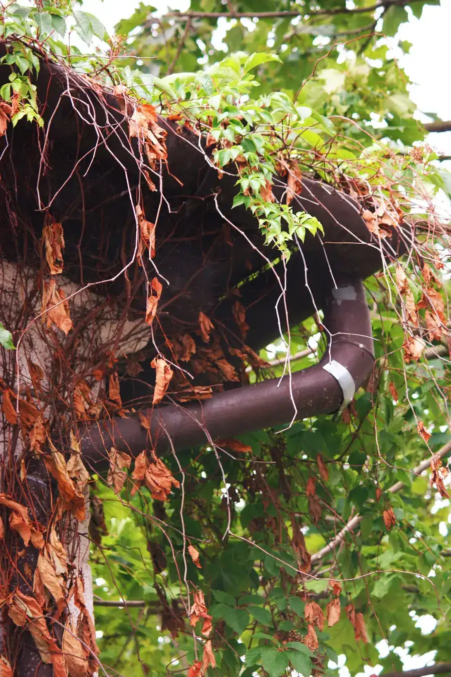 Gutter filled with leaves on a roof edge