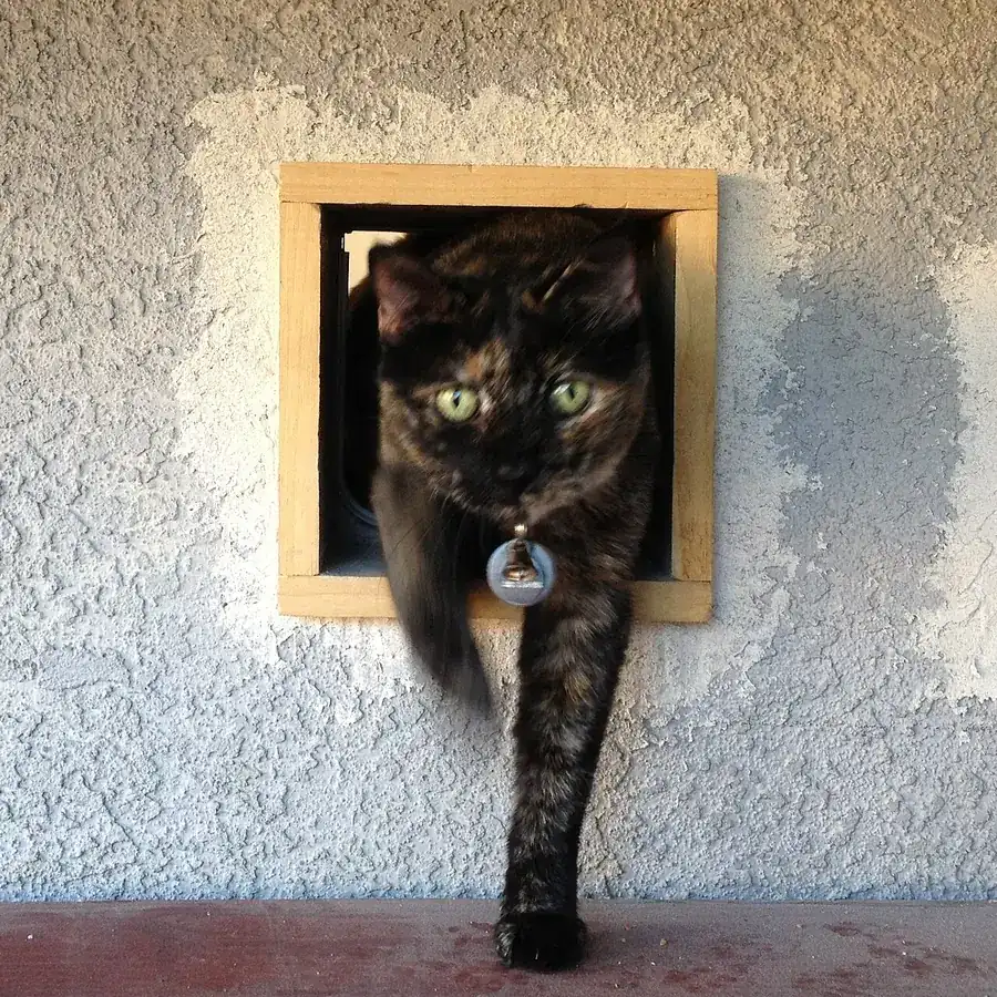 Black and orange cat stepping through a pet door set in a stucco wall