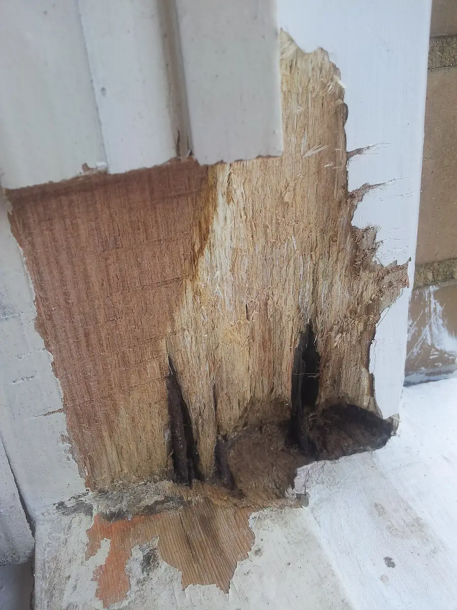 Rotted wood window frame corner with crumbling grain and dark stains
