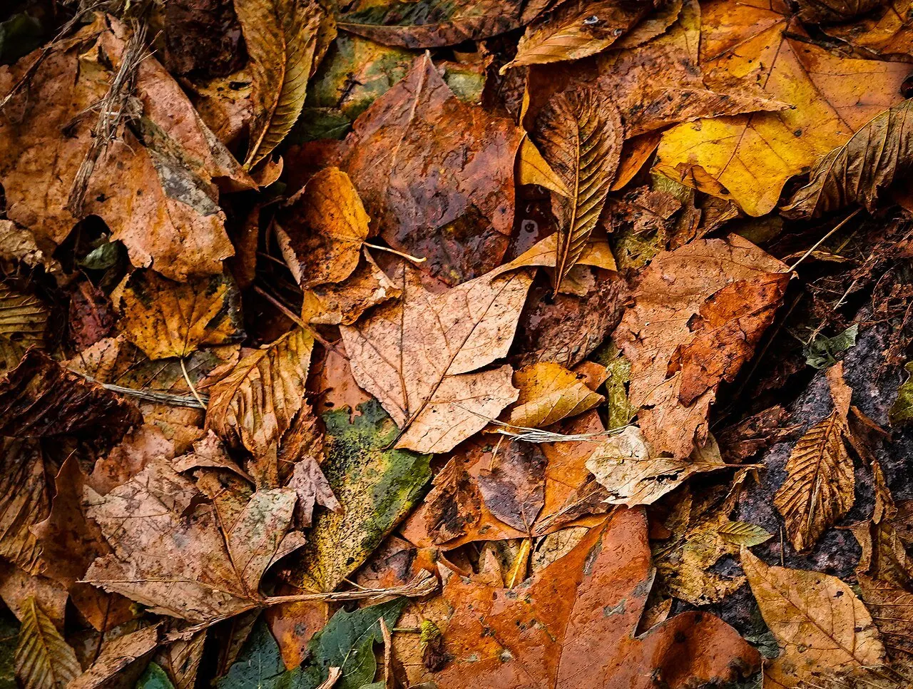 Fallen autumn leaves piled on the ground