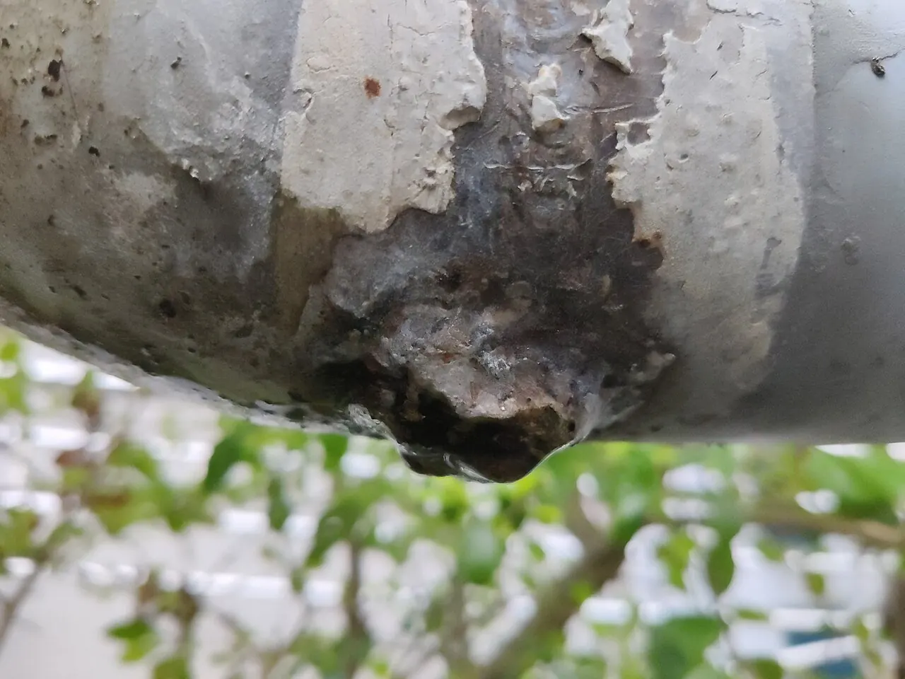 Rusted pipe with water dripping from a leak at a bend