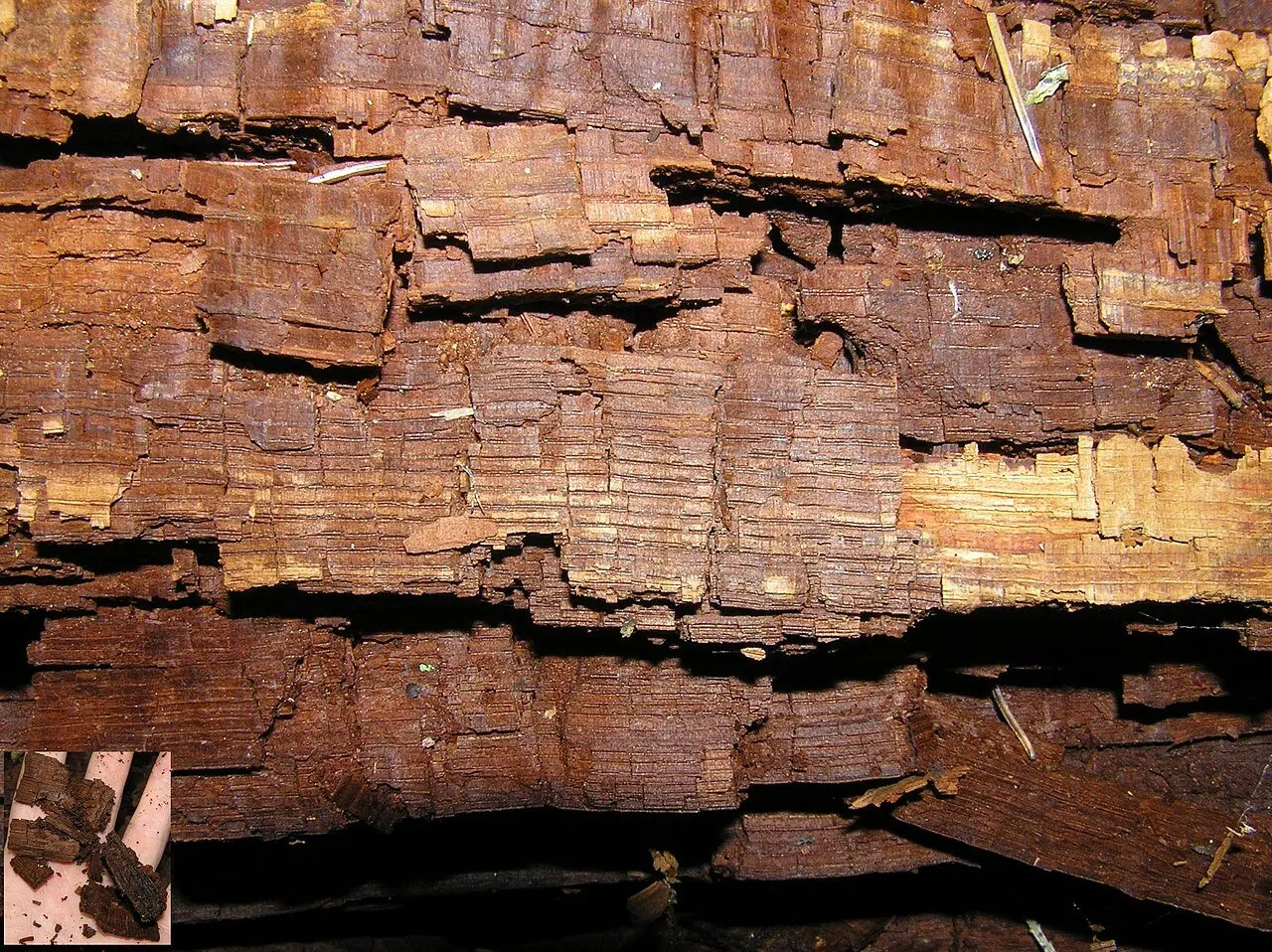 Wood broken into cubes by brown rot